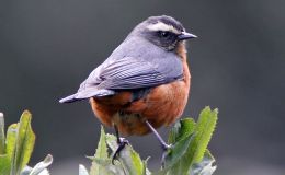 Birds In Christmas Hymns – The Worcester Christmas Carol&nbsp;(Re-post)