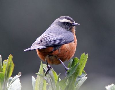 White-browed Conebill (Conirostrum ferrugineiventre) ©WikiC