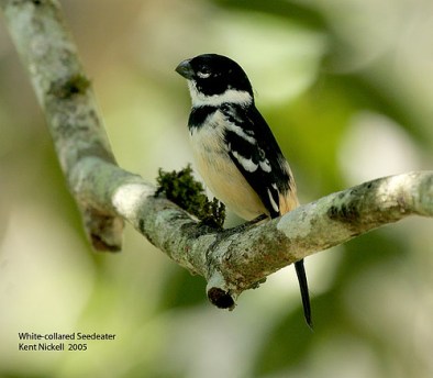 White-collared Seedeater (Sporophila torqueola) male by Kent Nickell