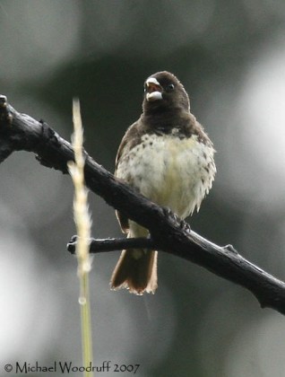 Yellow-bellied Seedeater (Sporophila nigricollis) by Michael Woodruff