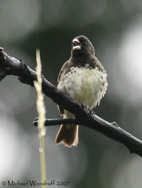 Yellow-bellied Seedeater (Sporophila nigricollis) by Michael Woodruff