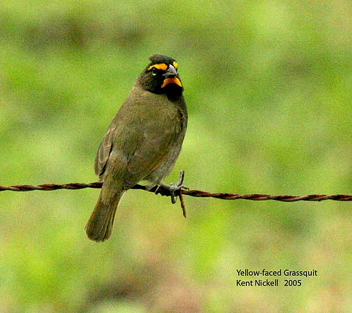 Yellow-faced Grassquit (Tiaris olivaceus) by Kent Nickell