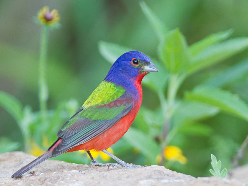 Painted Bunting (Passerina ciris) ©WikiC