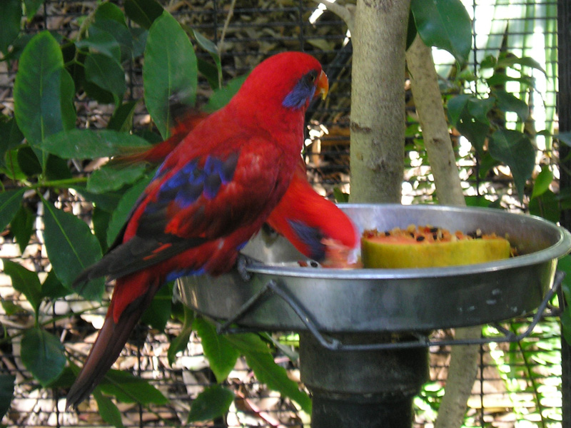 Blue-eared Lory (Eos semilarvata) ©WikiC