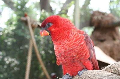Cardinal Lory (Pseudeos cardinalis) Busch Gardens, Tampa Bay WikiC
