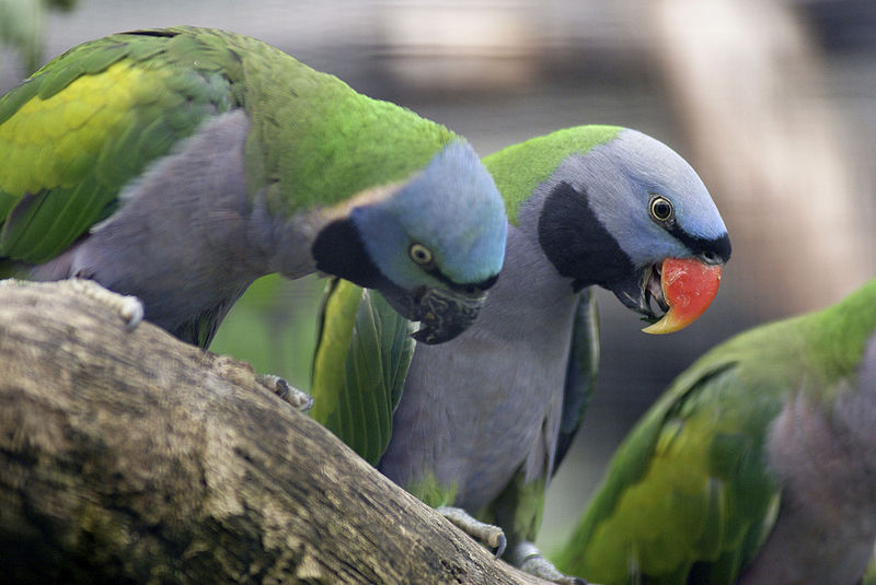 Lord Derby's Parakeet (Psittacula derbiana) by Wilhelma Zoo Stuttgart CWikiC