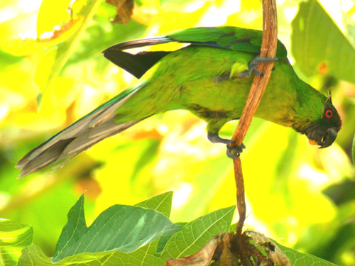 Ouvea Parakeet (Eunymphicus uvaeensis) ©WikiC