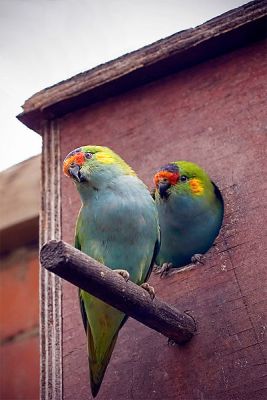 Purple-crowned Lorikeet (Parvipsitta porphyrocephala) WikiC