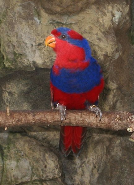 Red-and-blue Lory (Eos histrio) ©WikiC