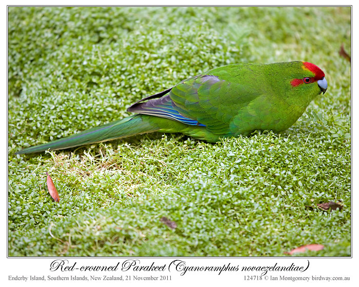 Red-crowned Parakeet (Cyanoramphus novaezelandiae) by Ian 1
