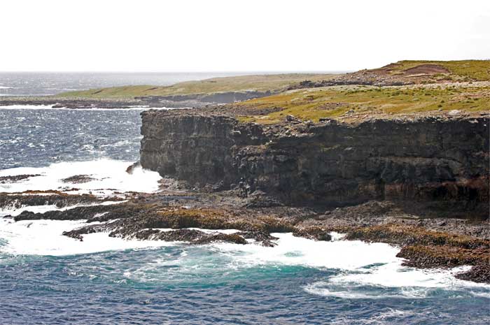 Red-crowned Parakeet (Cyanoramphus novaezelandiae) by Ian 2