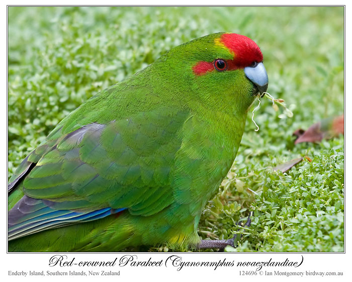 Red-crowned Parakeet (Cyanoramphus novaezelandiae) by Ian 3