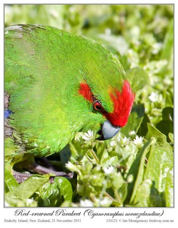 Red-crowned Parakeet (Cyanoramphus novaezelandiae) by Ian 4