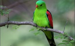 Christmas Birds – Red and Green (Revisited&nbsp;2022)