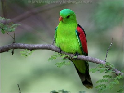 Red-winged Parrot (Aprosmictus erythropterus) by Ian