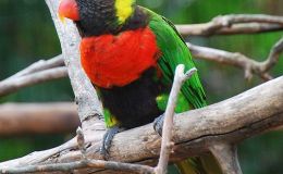 Birds of the Bible – Coat of Many Colors&nbsp;II