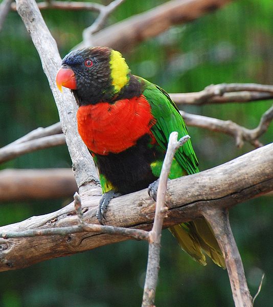 Sunset Lorikeet (Trichoglossus forsteni) ©WikiC