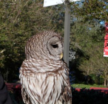 Northern Barred Owl (Strix varia) LPZ by Lee