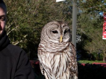 Northern Barred Owl (Strix varia) LPZ by Lee