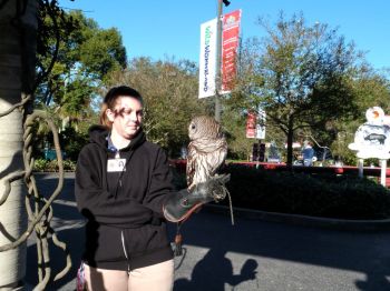Northern Barred Owl (Strix varia) LPZ by Lee