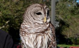 Barred Owl at Lowry Park Zoo&nbsp;Today