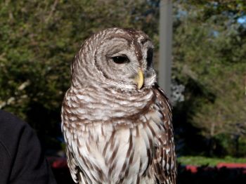 Northern Barred Owl (Strix varia) LPZ by Lee