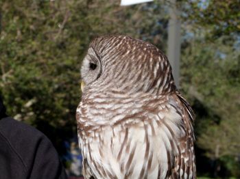 Northern Barred Owl (Strix varia) LPZ by Lee - Side of head