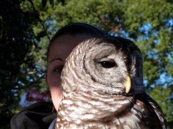Northern Barred Owl (Strix varia) LPZ by Lee