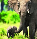 Plus – Elephants Helping A Calf Out of a&nbsp;Waterhole