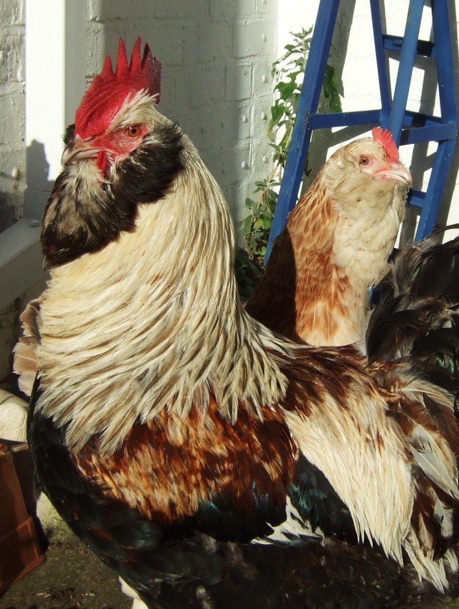 Faverolles - French Hen and Cock - WikiC