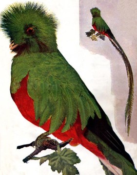 Resplendent (Trogon) Quetzal (Pharomachrus mocinno) Resplendent (Trogon) Quetzal (Pharomachrus mocinno)