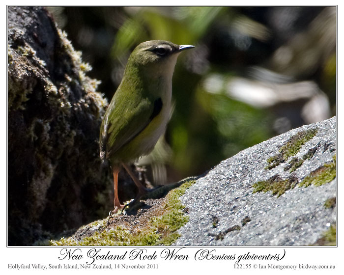 New Zealand Rockwren (Xenicus gilviventris) by Ian 1