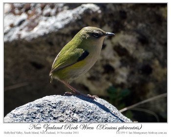 New Zealand Rockwren (Xenicus gilviventris) by Ian 2