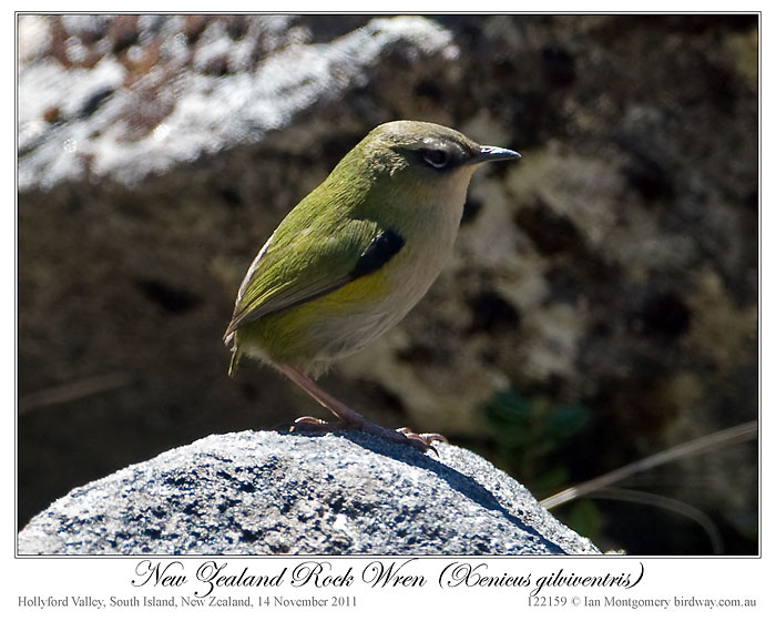 New Zealand Rockwren (Xenicus gilviventris) by Ian 2