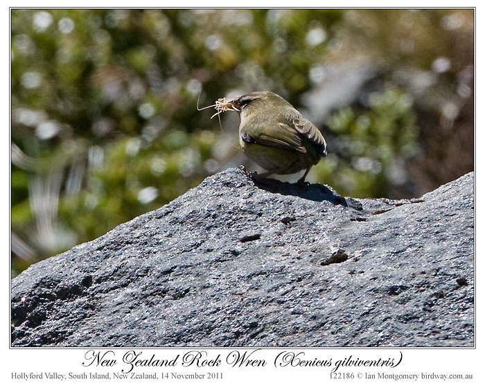 New Zealand Rockwren (Xenicus gilviventris) by Ian 4