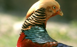 Lee’s Five Word Friday –&nbsp;12/16/16