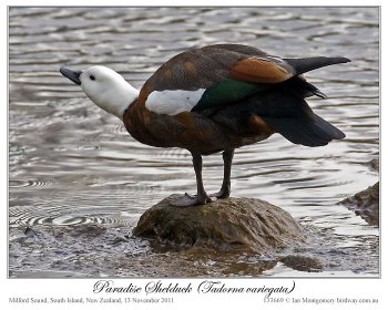 Paradise Shelduck (Tadorna variegata) by Ian 1