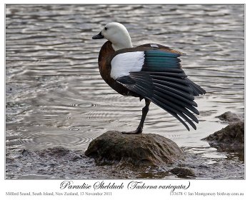 Paradise Shelduck (Tadorna variegata) by Ian 2