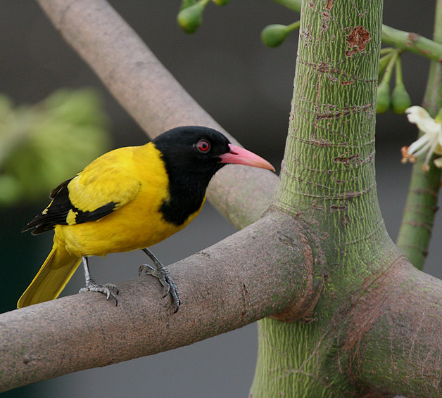 Black-hooded Oriole (Oriolus xanthornus) ©WikiC