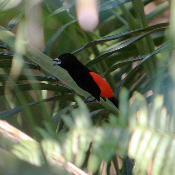 Cherrie's Tanager (Ramphocelus costaricensis) WikiC