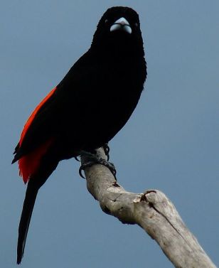 Flame-rumped Tanager (Ramphocelus flammigerus) ©WikiC