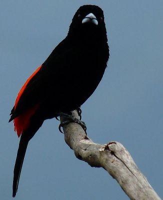 Flame-rumped Tanager (Ramphocelus flammigerus) ©WikiC