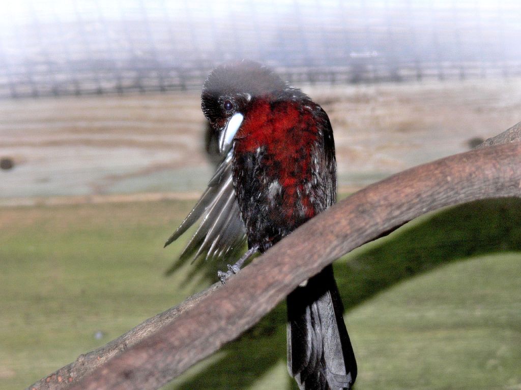 Silver-beaked Tanager Through wire cage at Lowry Park Zoo by Lee