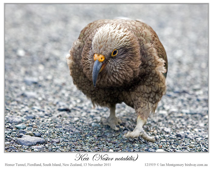 Kea (Nestor notabilis) by Ian #1