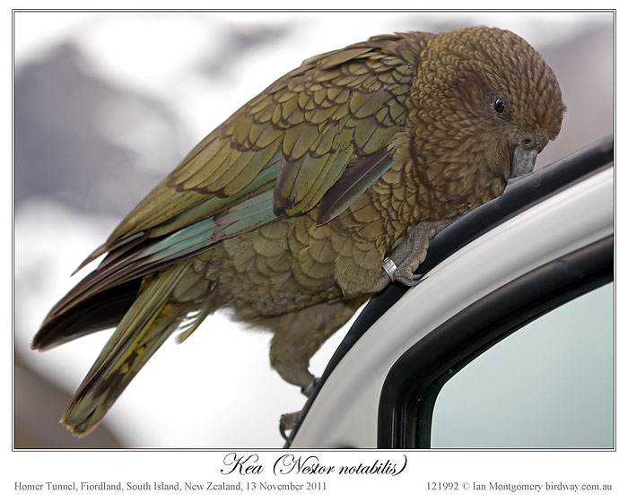Kea (Nestor notabilis) by Ian #5