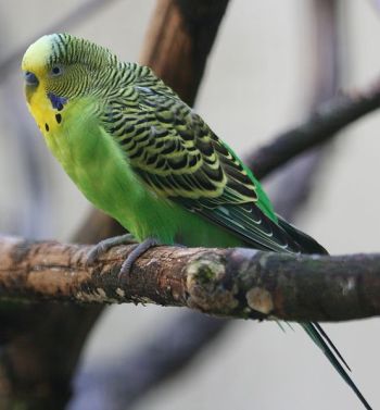 Budgerigar (Melopsittacus undulatus) WikiC