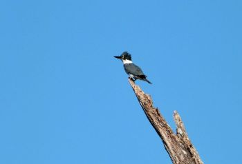 Belted Kingfisher (Megaceryle alcyon) by Lee Circle B