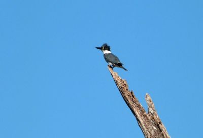 Belted Kingfisher (Megaceryle alcyon) by Lee Circle B