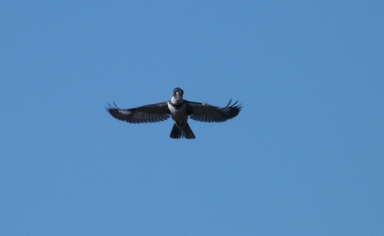 Belted Kingfisher (Megaceryle alcyon) by Lee Circle B