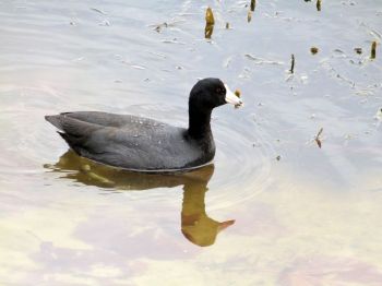 American Coot by Lee LPP